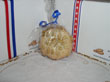 Pignoli Nut